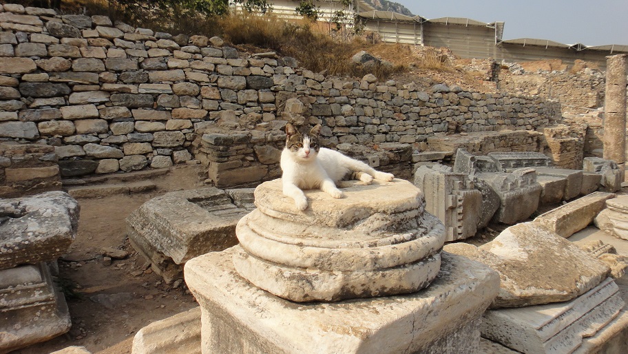 好像大家來 Ephesus 都有照貓的照片，我也來照一張可愛貓貓