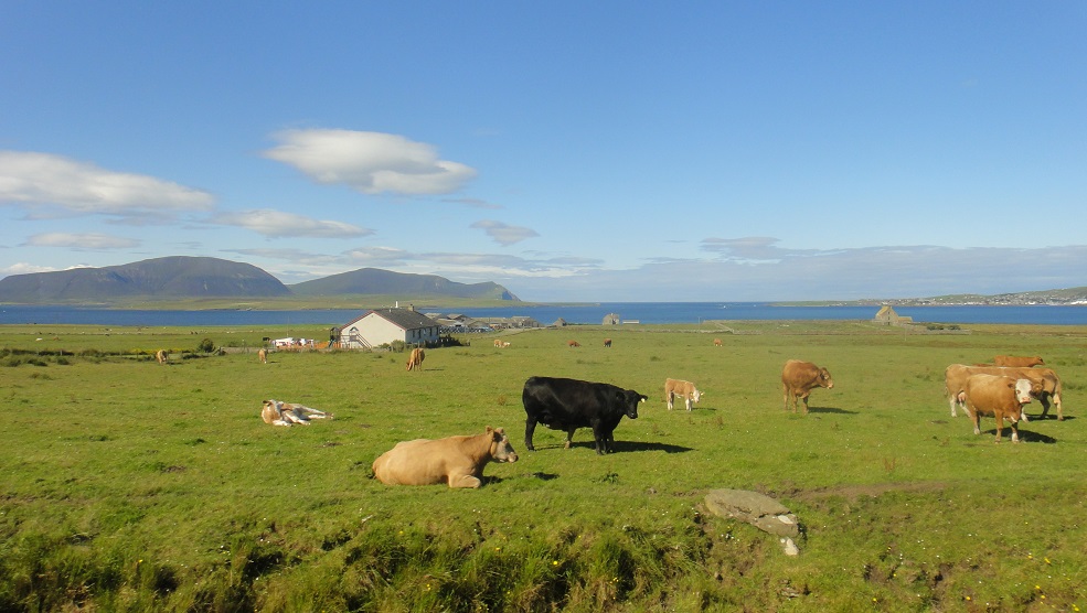 牛群放養在世界上最沒有污染的地方，好幸福啊~